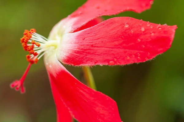 Brilhante Bela Flor Decaschistia Parviflora Kurz Com Gotas Água Após — Fotografia de Stock