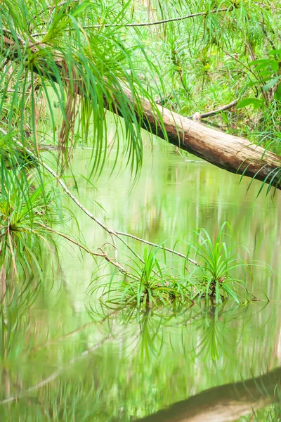 Спокійний Тропічний Потік Старий Колод Низинних Лісах Вид Зеленого Листя — стокове фото