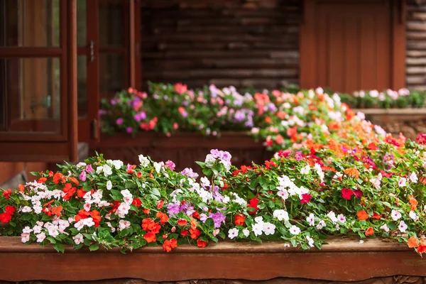 Wonderful Impatiens Flowers Bloom Wood Balcony Beautiful Cottage Summer Fokus — Stok Foto