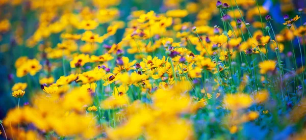 春には色とりどりの黄色と紫色の硫黄のコスモスの花が咲き 黄色と紫色の抽象的な色合いです 選択的焦点 — ストック写真