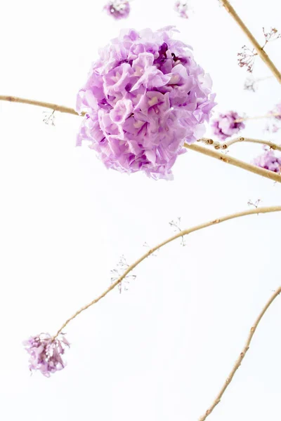 Bunga Ungu Terang Yang Mekar Terisolasi Pada Latar Belakang Putih — Stok Foto