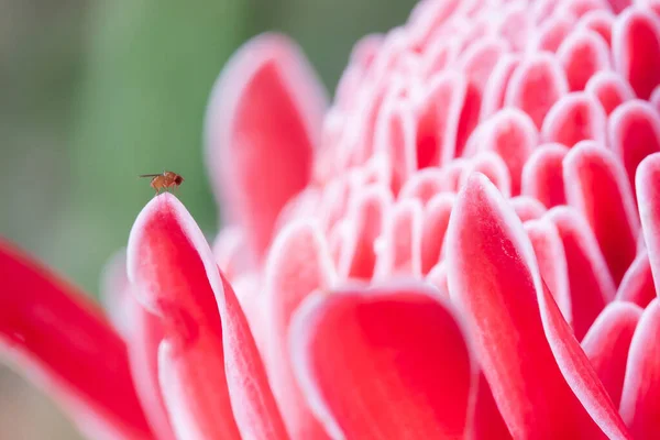 Ein Wenig Unbekanntes Insekt Auf Einer Rosafarbenen Ingwerblüte Auf Verschwommenem — Stockfoto