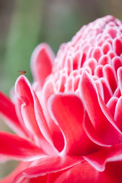 Insectă Puțin Necunoscută Floare Ghimbir Torță Roz Fundal Natural Încețoșat — Fotografie, imagine de stoc