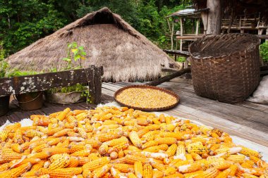 Bambu sepetinde olgun mısır ve mısır tohumları ve doğal olarak kurutmak için eski ahşap evin terası. Güneydoğu Asya 'da hala yaşam var. Yemek kültürü. Seçici odak.