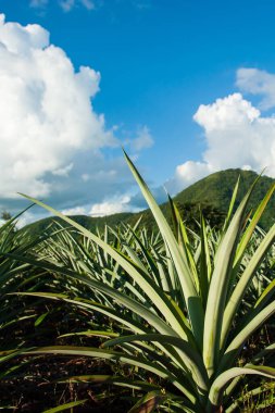 Güneşli yaz mevsiminde tropikal bir tepenin üzerindeki ananas tarlaları, arka planda mavi gökyüzünde dağ ve bulutlar. Seçici odak.