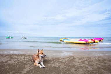 Mutlu köpek güneşli bir yaz günü kumsalda uzanıyordu. Sevimli yerli kahverengi köpek tropikal bir plajda güneşleniyordu..