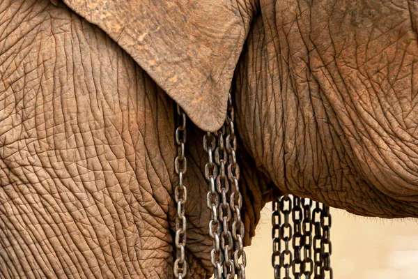 Close Shot Asian Elephant Head Iron Chains — Stock Photo, Image