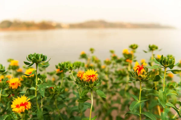 Blühendes Gelb Rotes Blumenfeld Flussufer Der Abenddämmerung Bunte Gelbe Blume — Stockfoto