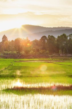 Gün batımında sakin bir çeltik tarlası, çeltik tarlasında yeşil pirinç fideleri, arka planda bir dağ sırasının üzerinde batan güneş, Kuzey Tayland kırsal manzarası..