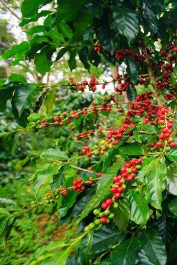 Fresh and ripe coffee berries in a coffee plantation on Bolaven Plateau, Pakse, Laos. Close. Selective focus. clipart
