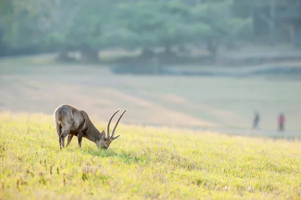 自由生活は 冬の朝に緑のフィールドには 明るく美しい縁光の中でオスのホッグ鹿の餌 カップルの観光客の背景をぼかす歩いている タイの野生動物保護区 — ストック写真
