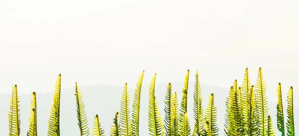 Мальовничий Ранковий Пейзаж Свіжим Папороті Гірським Хребтом Задньому Плані Вибірковий — стокове фото