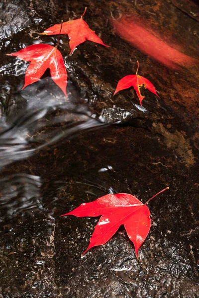 Colorful red Maple leaf on a streamlet in autumn, glossy maple leaf on a stone in freshwater.