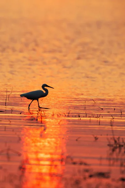 Great Egret Walking Tropical Swamp Sunset Abstract Shape Great Egret — Stock Photo, Image