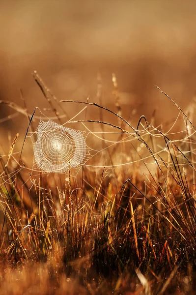 이슬이 맺히는 환상적 거미줄 거미줄 풀에서 타오르는 황금빛 투명하고 반짝거리는 — 스톡 사진