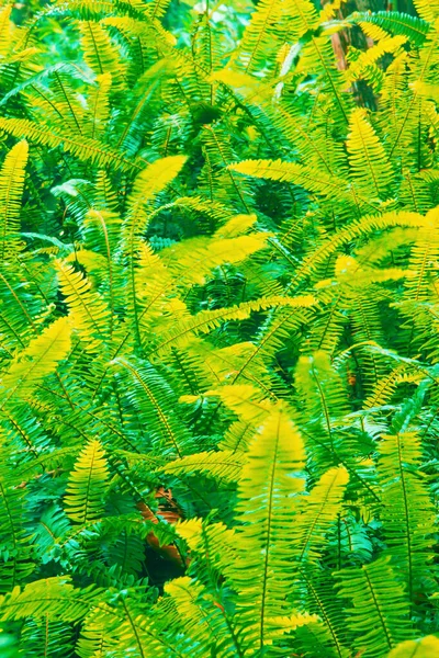 Colori Fantastici Foglie Felce Nel Giardino Tropicale Ombra Astratta Verde — Foto Stock