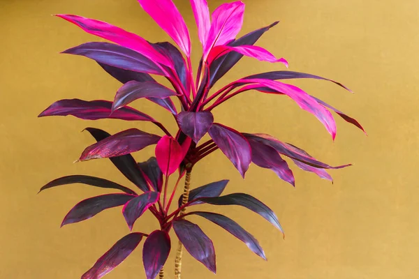 Piękna Roślina Cordyline Kremowej Ścianie Tle Kolorowy Odcień Liści Fioletowy — Zdjęcie stockowe