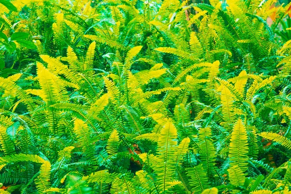 Fantastic colors of fern leaves in tropical garden, abstract shade green and yellow of fern leaves. Full frame. Long exposure.