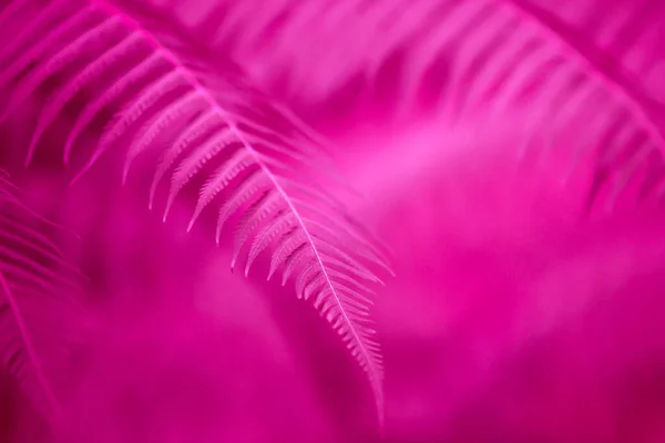 Όμορφη Ματζέντα Ροζ Φτέρη Φύλλα Θολό Φόντο Κοντινό Πλάνο Επιλεκτική — Φωτογραφία Αρχείου