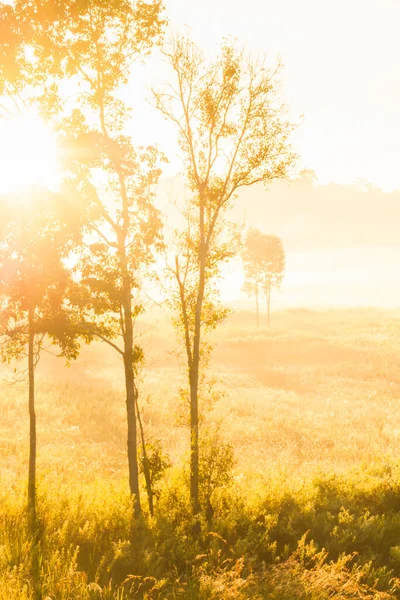 輝く日の出の霧と黄金の草原 静かな夏の風景に熱帯の木々を通して輝く — ストック写真