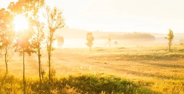 Resplandeciente Amanecer Brilla Través Los Árboles Tropicales Sobre Niebla Los — Foto de Stock