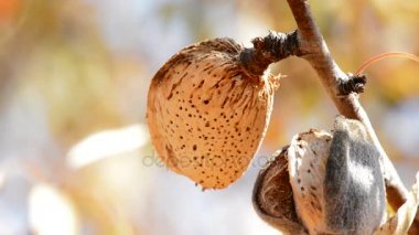 Güneşli bir gün dalında badem