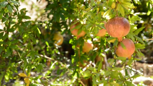 Pomegranates fruit hanging at branch of tree — Stock Video