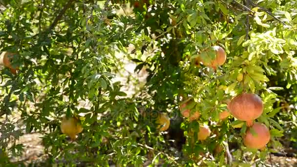 Pomegranates fruit hanging at branch of tree — Stock Video
