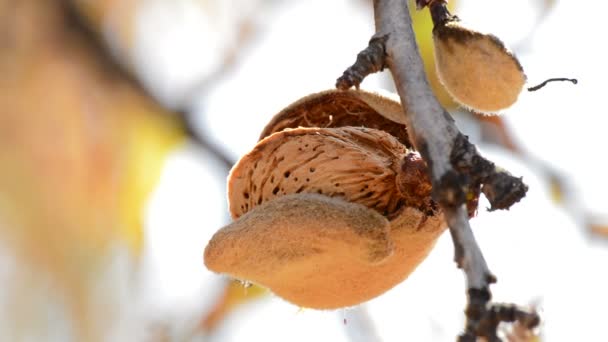 Mandel mit Schale hängt an einem sonnigen Tag im Zweig eines Mandelbaums — Stockvideo