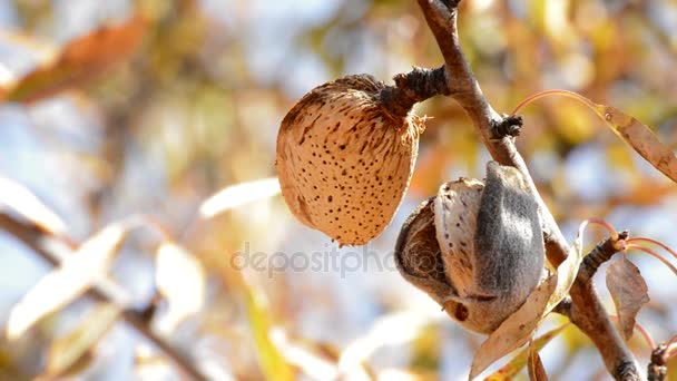 La almendra en la rama del almendro — Vídeos de Stock