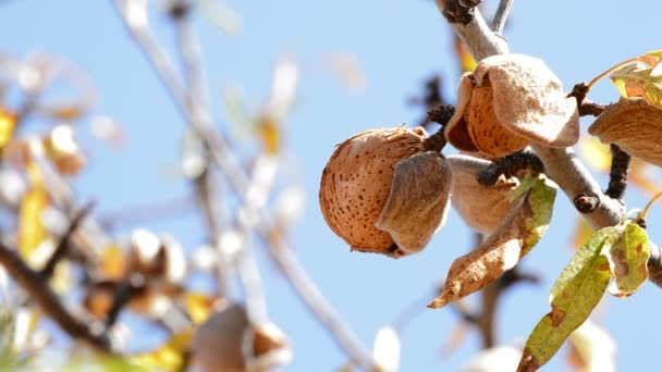 Mandeln hängen an einem sonnigen Tag im Zweig eines Mandelbaums — Stockvideo
