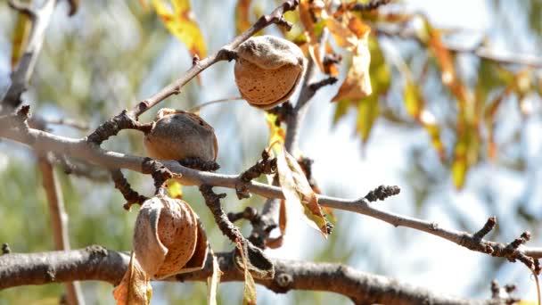 Las almendras colgando en la rama de un almendro un día soleado — Vídeos de Stock