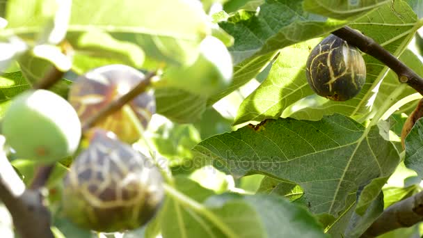 La higuera la fruta madura que cuelga a la rama de la higuera — Vídeos de Stock