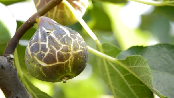 Frutto di fico maturo che pende a ramo di un albero di fico — Video Stock