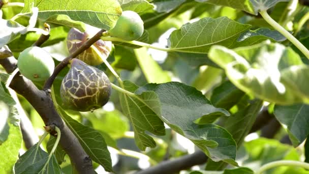 Ripe fig hanging at branch of a fig tree in a plantation — Stock Video