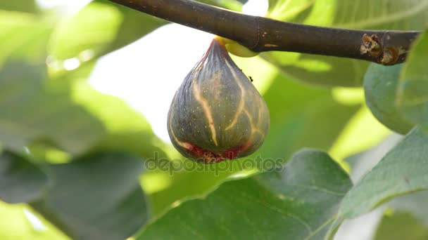 Fig fruta comum em um ramo de árvore — Vídeo de Stock