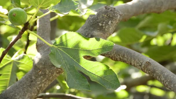 Rijpe vijgen opknoping van een tak van een vijgenboom — Stockvideo