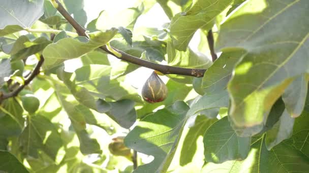 Fruta madura de higo colgando una rama de una higuera — Vídeos de Stock