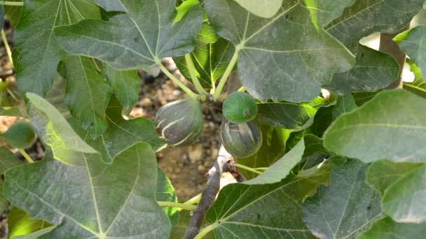 Fig mogen gemensamma frukt i en gren av träd — Stockvideo