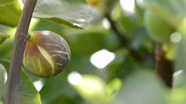 Bir incir ağacının dalını incir meyve