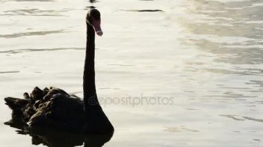 Siyah Kuğu günbatımında sakin gölde Yüzme