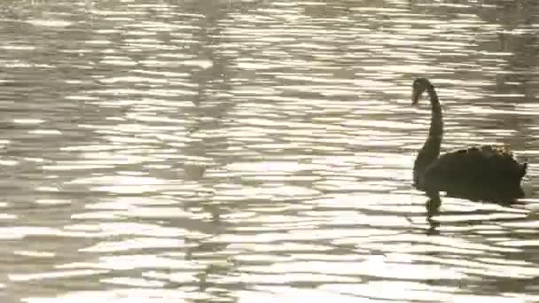 Zwarte zwaan zwemmen in een meer bij zonsondergang — Stockvideo