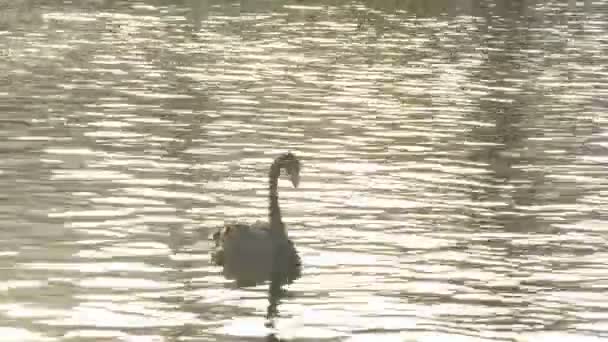 Black swan swimming in a calm lake at sunset — Stock Video