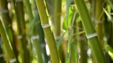 Doğal bambu kamışı
