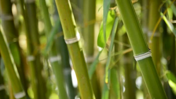 Přírodní bambusové hole
