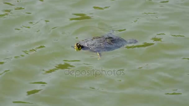 Petite tortue nageant dans une rivière — Video