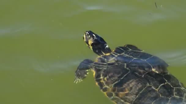 Tortuga flotando en las aguas de un lago — Vídeos de Stock