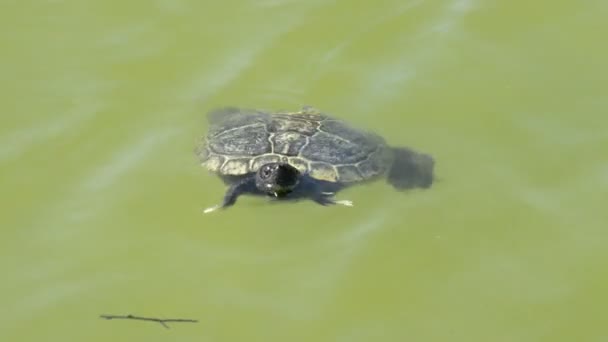 Petite tortue flottant dans les eaux d'un lac — Video