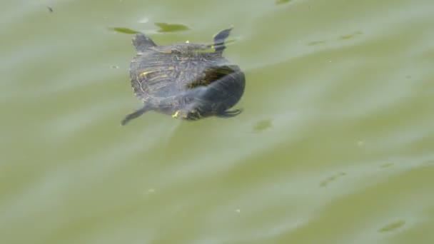 Lilla sköldpaddan simma i en flod i en naturpark — Stockvideo