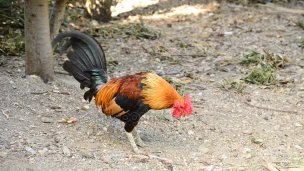 Κόκορα, τραγουδώντας κόκορας με κόκκινο λοφίο — Αρχείο Βίντεο